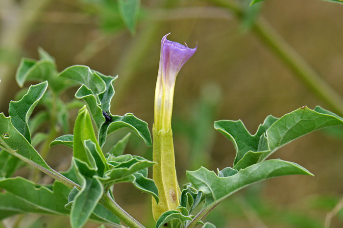 Chinese Thorn-apple has large showy whitish-blue flowers that bloom from May to October. Datura quercifolia